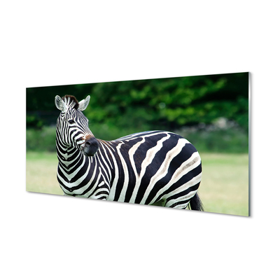Akrilkép Zebra box
