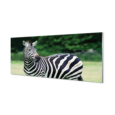 Akrilkép Zebra box