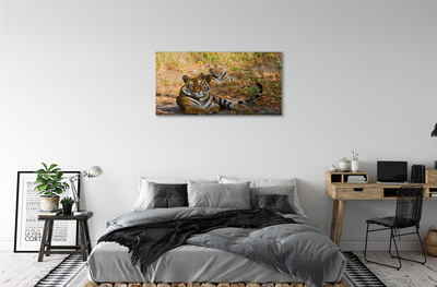 Canvas képek Tigers