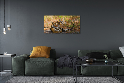 Canvas képek Tigers