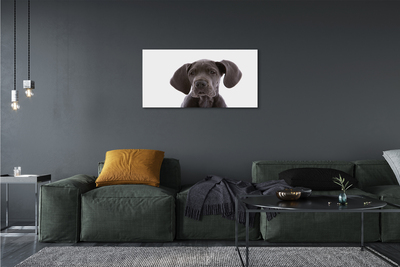 Canvas képek barna kutya