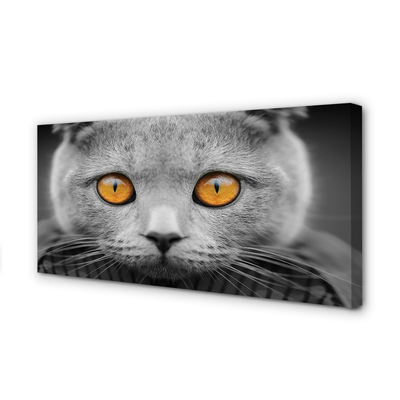 Canvas képek Gray brit macska
