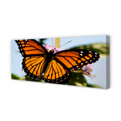 Canvas képek színes pillangó