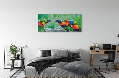 Canvas képek Színes papagáj fa