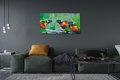 Canvas képek Színes papagáj fa