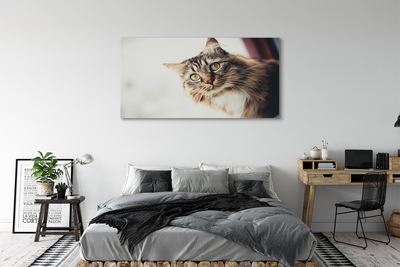 Canvas képek Maine Coon macska