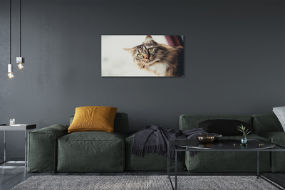 Canvas képek Maine Coon macska