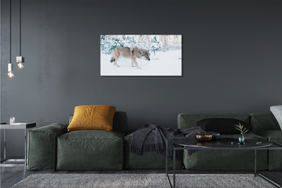 Canvas képek Wolf téli erdőben
