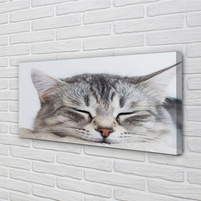 Canvas képek álmos macska