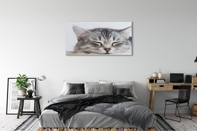 Canvas képek álmos macska
