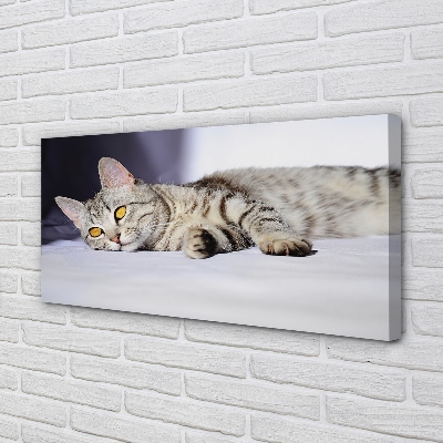 Canvas képek fekvő macska