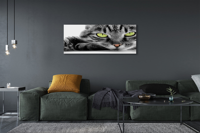 Canvas képek Szürke-fekete macska