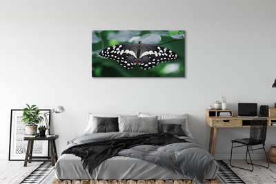 Canvas képek Színes pillangó levelek