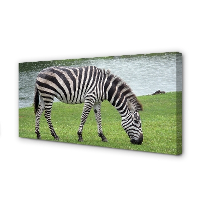 Canvas képek zebra