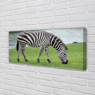 Canvas képek zebra