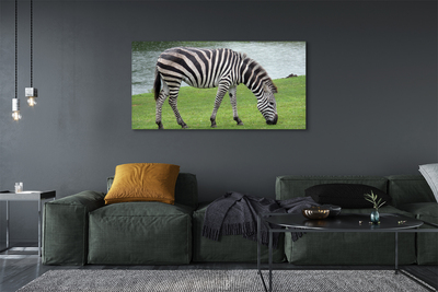 Canvas képek zebra