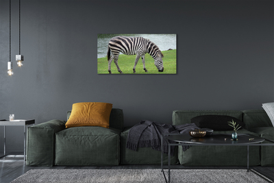 Canvas képek zebra