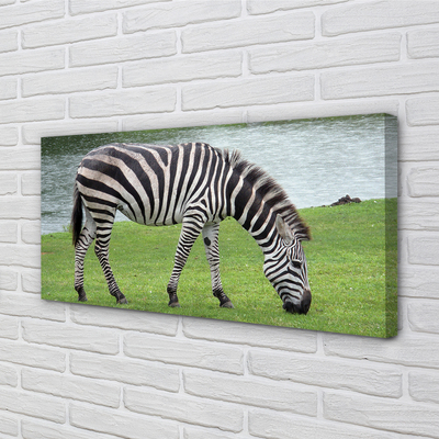 Canvas képek zebra