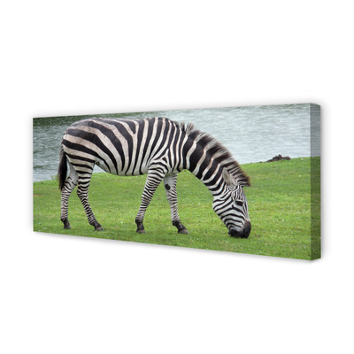 Canvas képek zebra