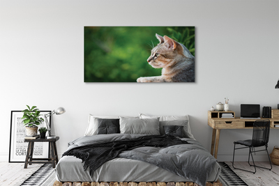 Canvas képek látszó macska