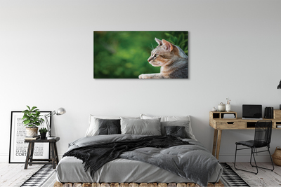 Canvas képek látszó macska