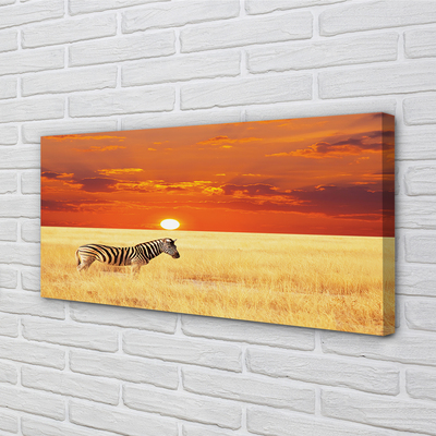 Canvas képek Zebra mező naplemente