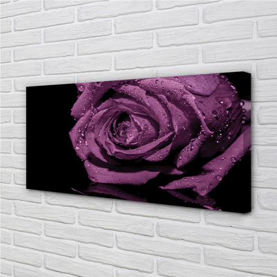 Canvas képek lila rózsa