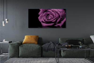 Canvas képek lila rózsa