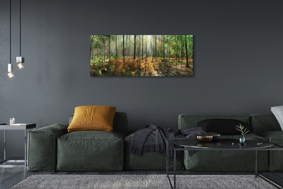 Canvas képek Forest nyírfa