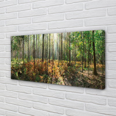 Canvas képek Forest nyírfa