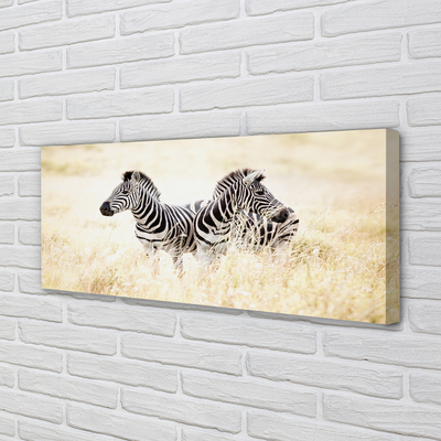 Canvas képek zebra box