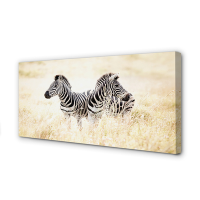 Canvas képek zebra box