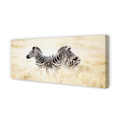 Canvas képek zebra box