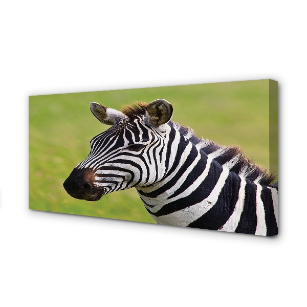 Canvas képek zebra