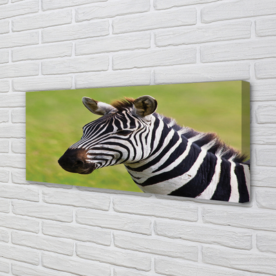 Canvas képek zebra