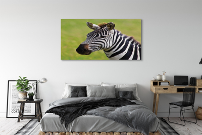 Canvas képek zebra