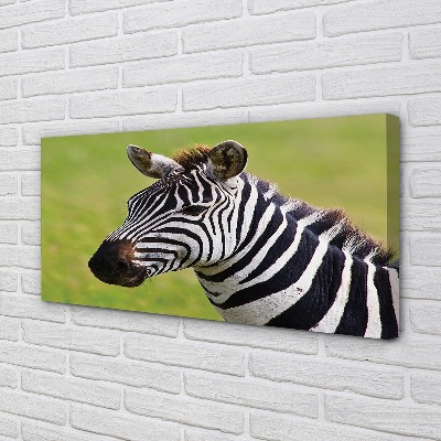 Canvas képek zebra