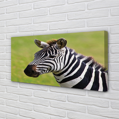 Canvas képek zebra