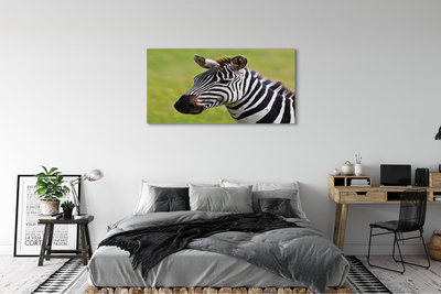 Canvas képek zebra