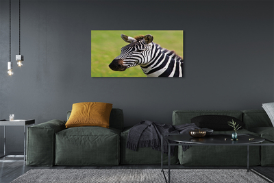 Canvas képek zebra