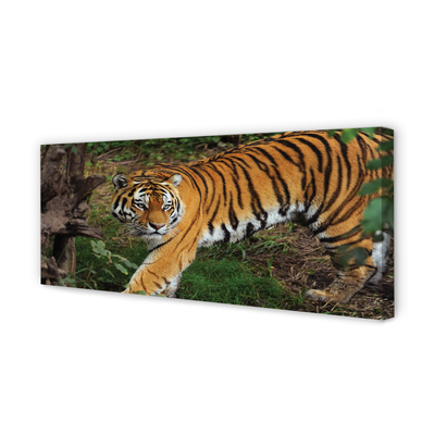 Canvas képek tiger woods