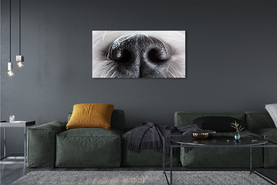 Canvas képek kutya orrát