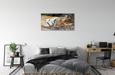 Canvas képek fekvő tigris