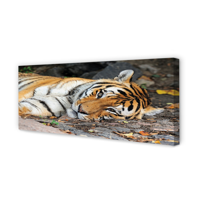 Canvas képek fekvő tigris