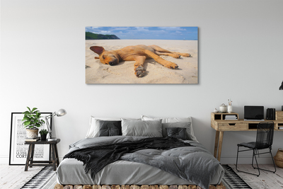 Canvas képek Fekvő kutya strand