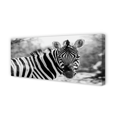 Canvas képek retro zebra