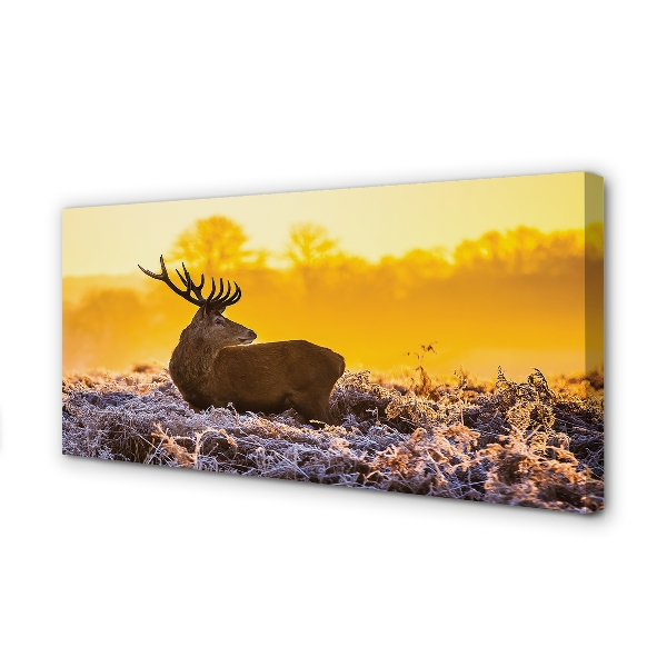 Canvas képek Deer téli napkelte