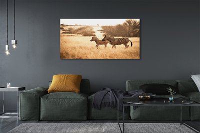 Canvas képek Zebra mező naplemente