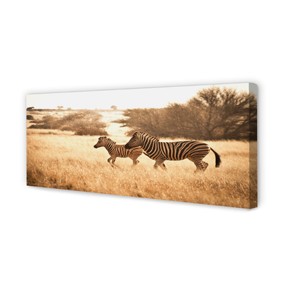 Canvas képek Zebra mező naplemente