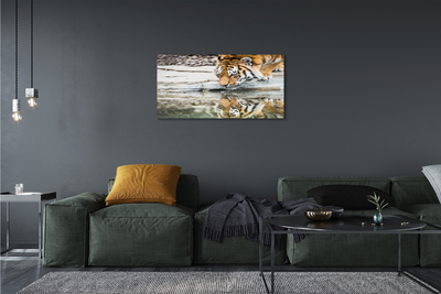 Canvas képek tigris Drink